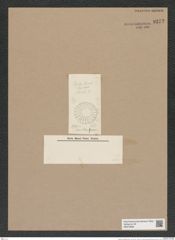 Melosira penicillifera Grun. (de-Toni-Nr.: Genus 213) Zeichnungen Sammlung Grunow Nr. 9272 (NHMW-BOT-W0379068)